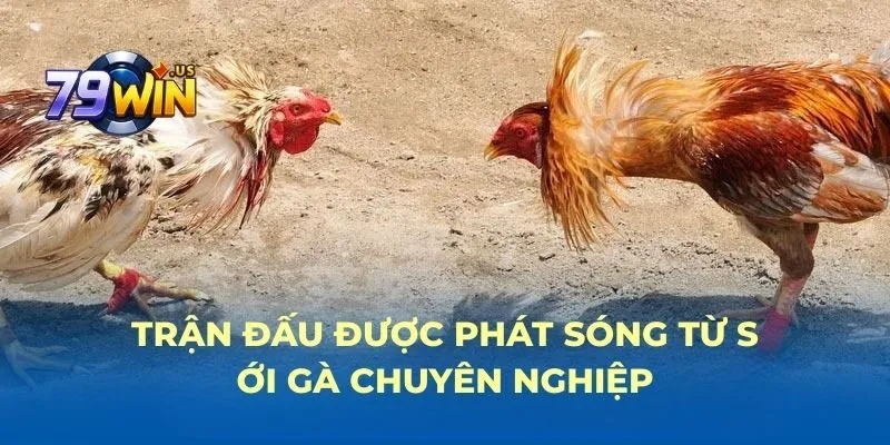 trang chủ 30 Trận đấu được phát sóng từ sới gà chuyên nghiệp